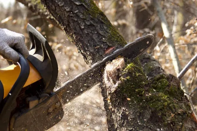 Tree Pruning & Removal Brisbane